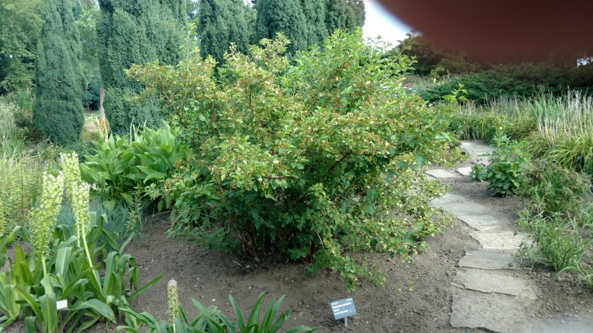 Physocarpus opulifolius plantplacesimage20160813_165738.jpg