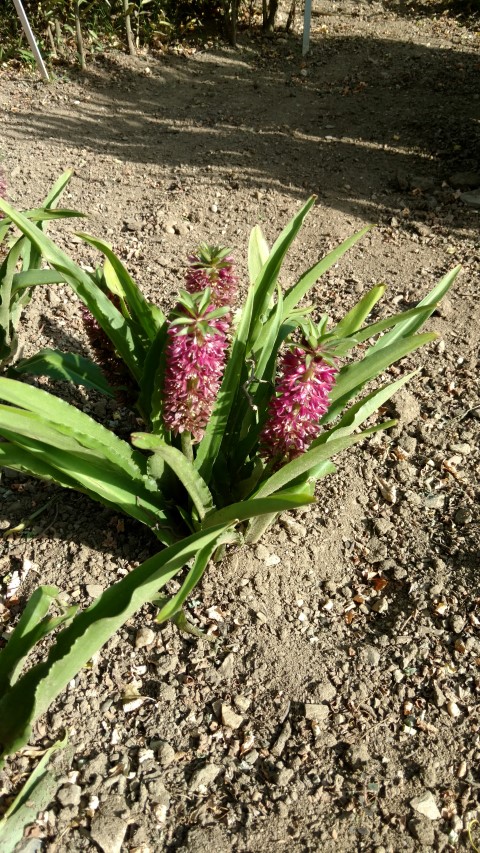 Eucomis hybrid plantplacesimage20160813_165918.jpg