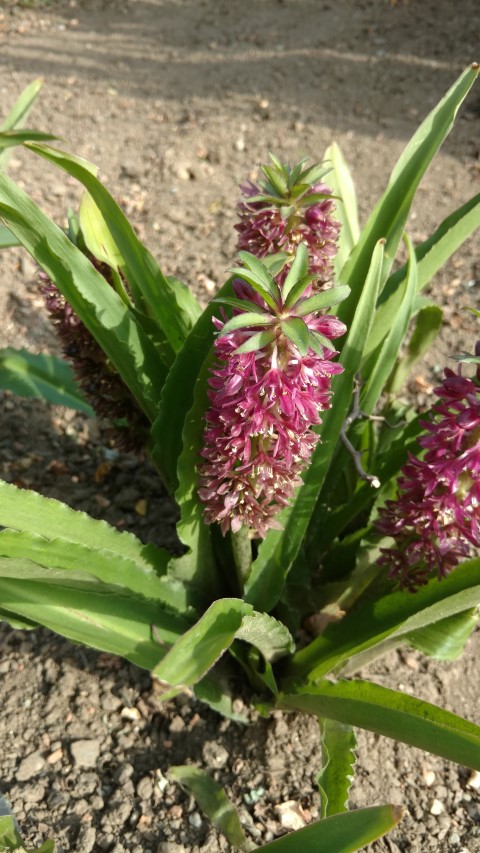 Eucomis hybrid plantplacesimage20160813_165932.jpg