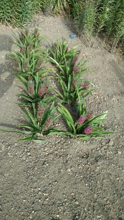 Eucomis hybrid plantplacesimage20160813_165946.jpg