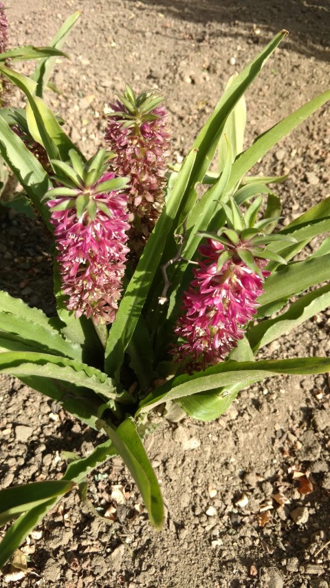 Eucomis hybrid plantplacesimage20160813_170052.jpg