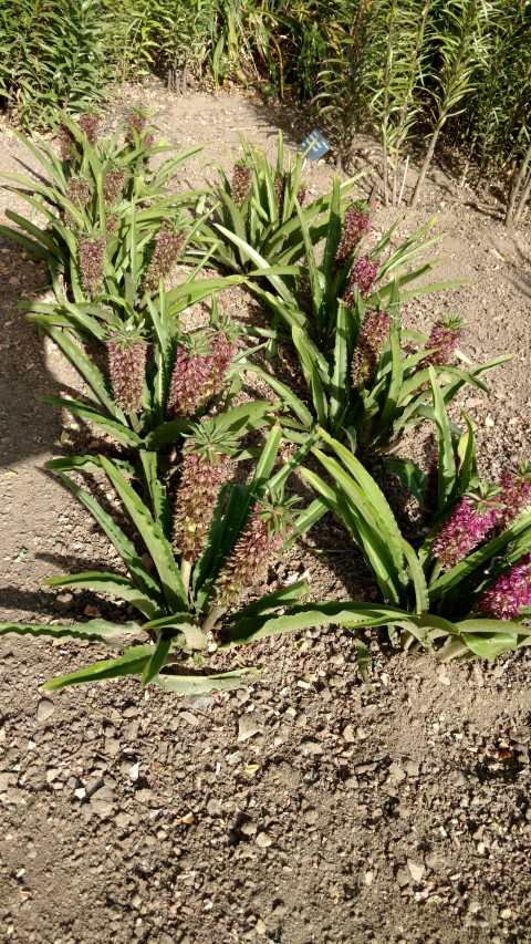 Eucomis hybrid plantplacesimage20160813_170104.jpg