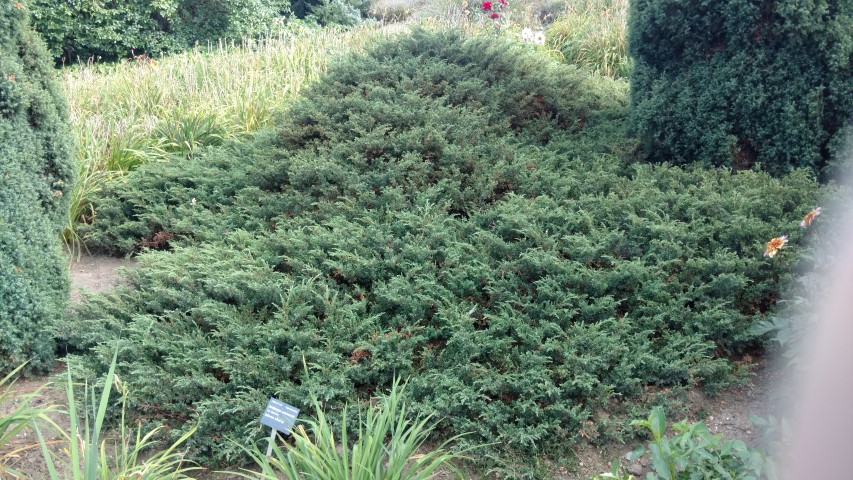 Junipers communis plantplacesimage20160813_170307.jpg