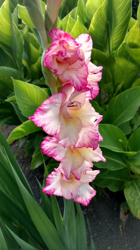 Gladiolus hybrid plantplacesimage20160813_170355.jpg