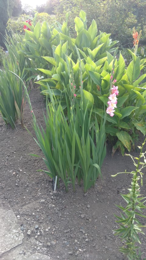 Gladiolus hybrid plantplacesimage20160813_170408.jpg