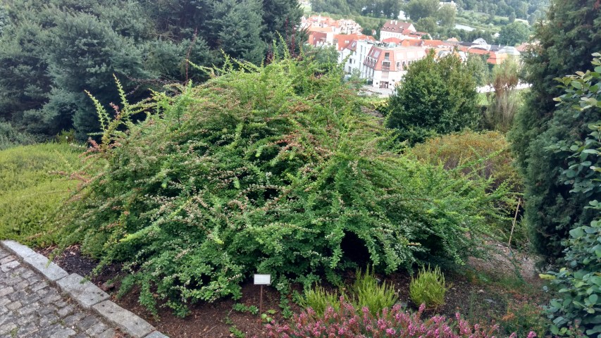 Berberis thunbergii plantplacesimage20160813_170855.jpg