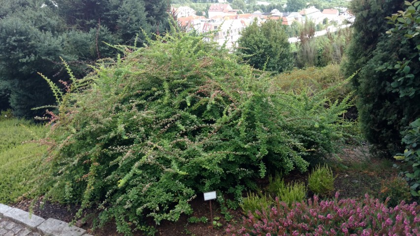 Berberis thunbergii plantplacesimage20160813_170915.jpg