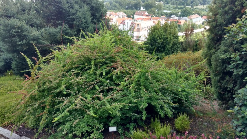 Berberis thunbergii plantplacesimage20160813_171027.jpg