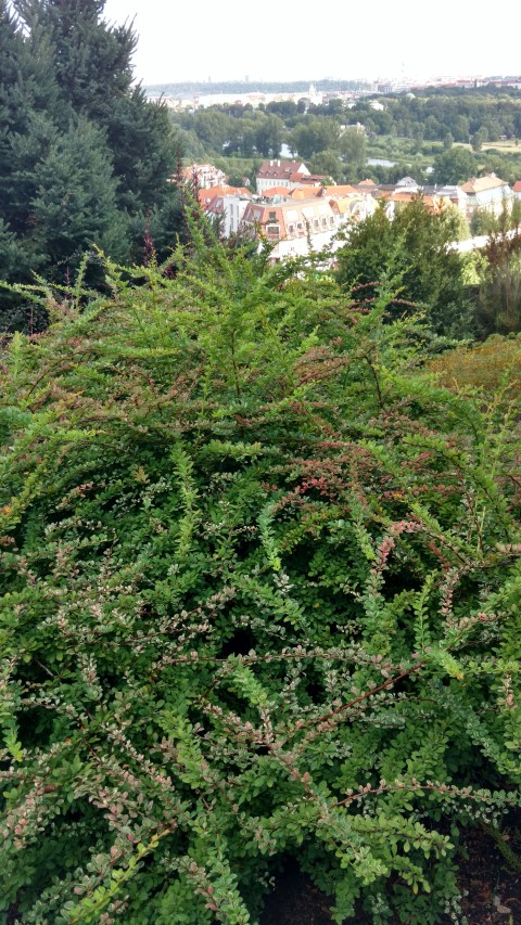 Berberis thunbergii plantplacesimage20160813_171046.jpg