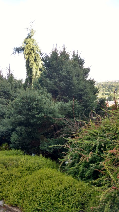 Picea Mariano plantplacesimage20160813_171158.jpg