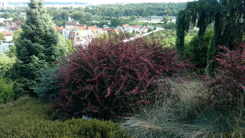 Berberis thunbergii plantplacesimage20160813_171322.jpg