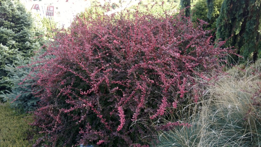 Berberis thunbergii plantplacesimage20160813_171341.jpg