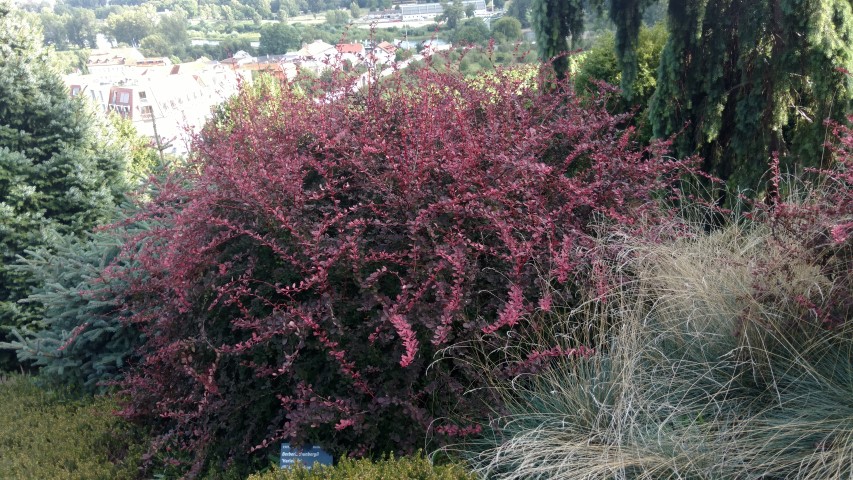 Berberis thunbergii plantplacesimage20160813_171430.jpg