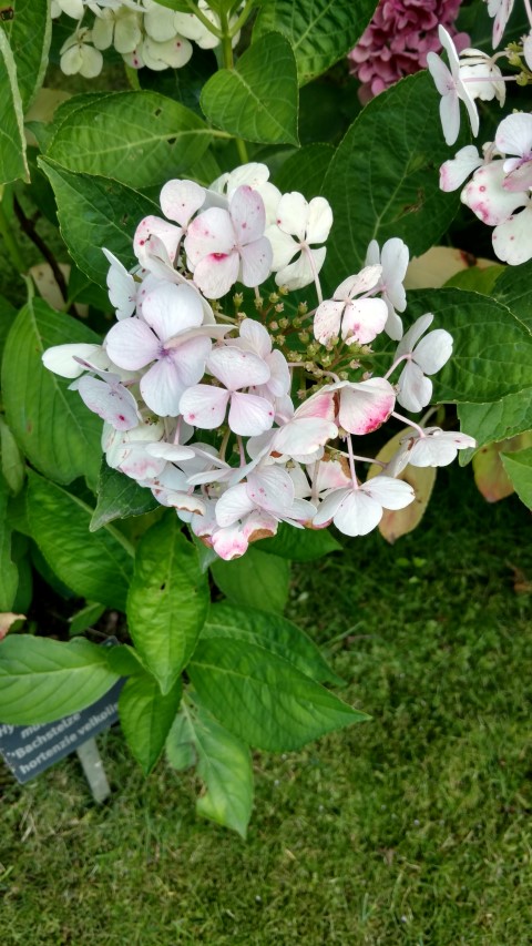 Hydrangea macrophylla plantplacesimage20160813_171711.jpg