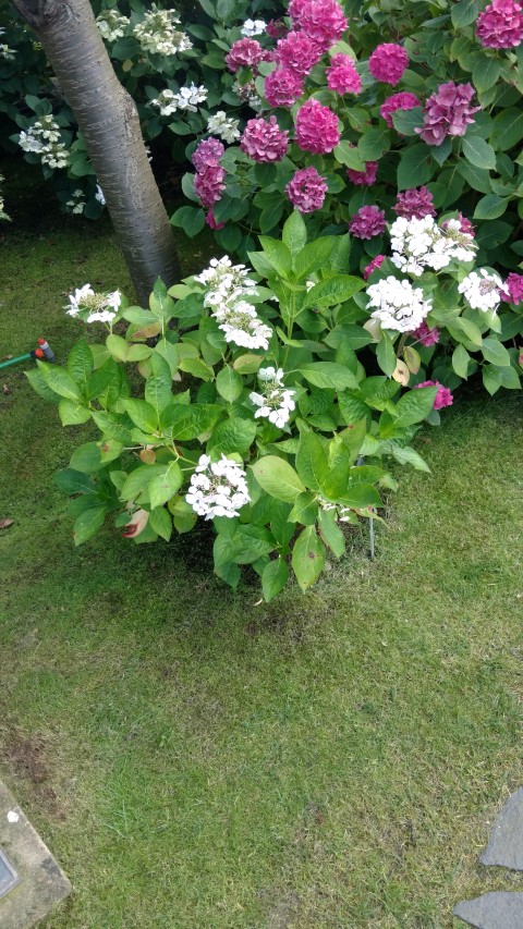 Hydrangea macrophylla plantplacesimage20160813_171721.jpg