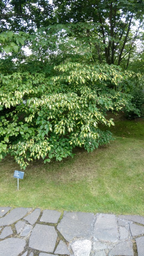 Cornus kousa plantplacesimage20160813_171818.jpg