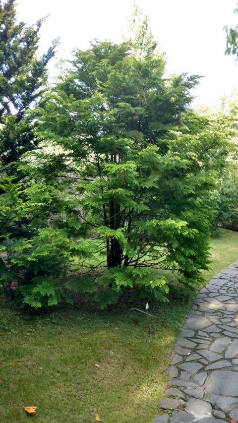 Chamaecyparis obtusa plantplacesimage20160813_172807.jpg