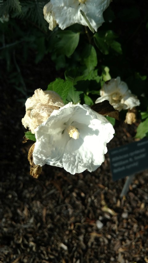 Hibiscus syriacus plantplacesimage20160813_173822.jpg