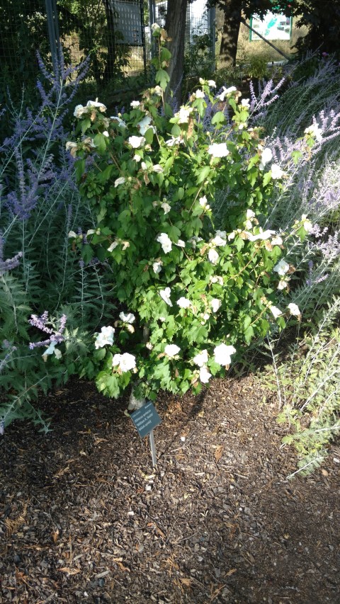 Hibiscus syriacus plantplacesimage20160813_173833.jpg