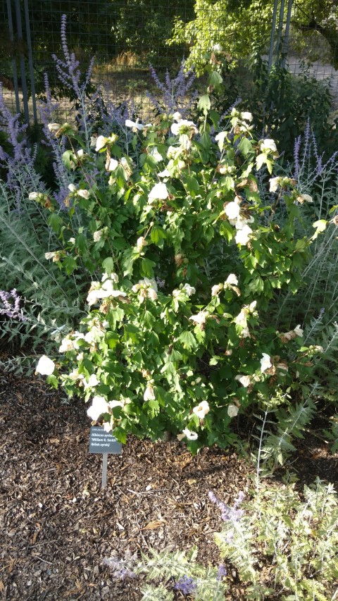 Hibiscus syriacus plantplacesimage20160813_173844.jpg