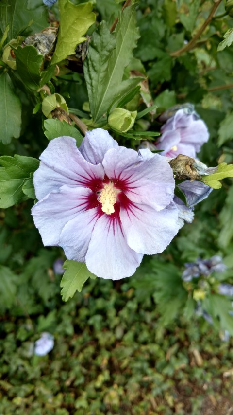 Hibiscus syriacus plantplacesimage20160813_174113.jpg