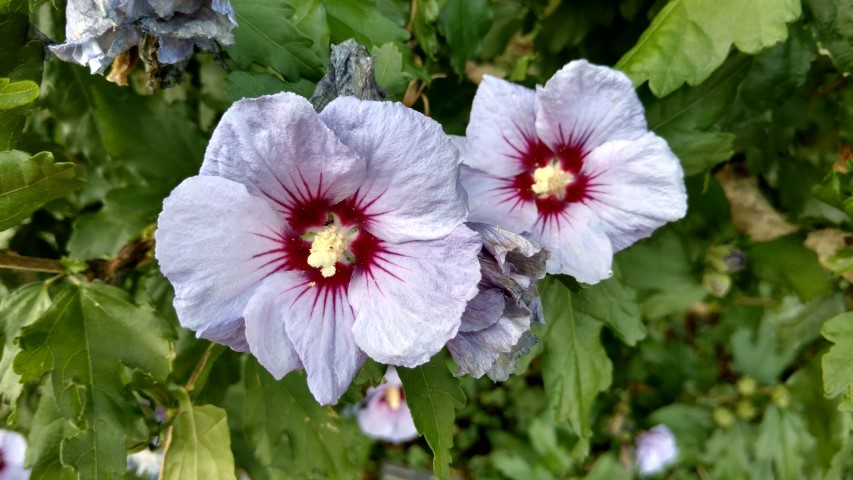 Hibiscus syriacus plantplacesimage20160813_174126.jpg