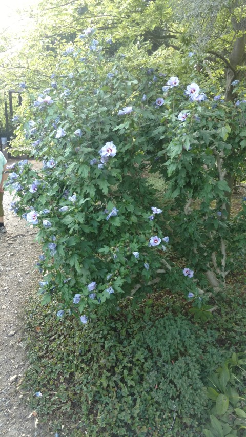 Hibiscus syriacus plantplacesimage20160813_174142.jpg