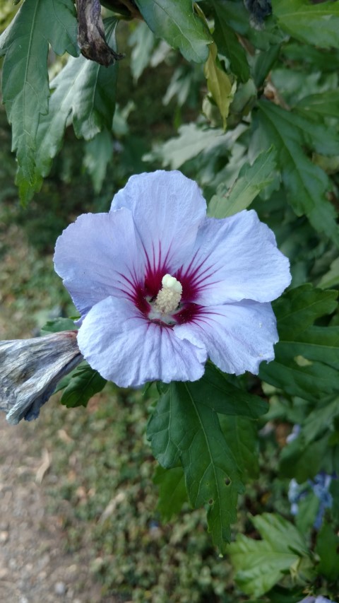 Hibiscus syriacus plantplacesimage20160813_174154.jpg