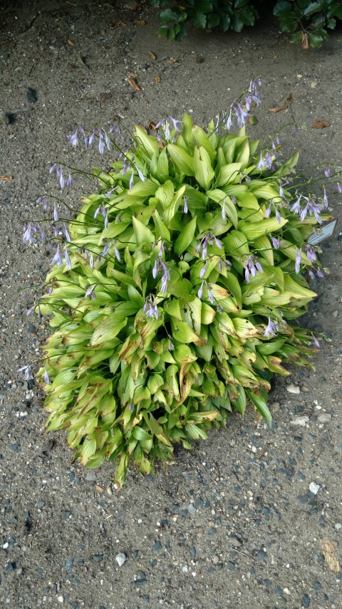 Echinops macarandicus plantplacesimage20160813_174359.jpg