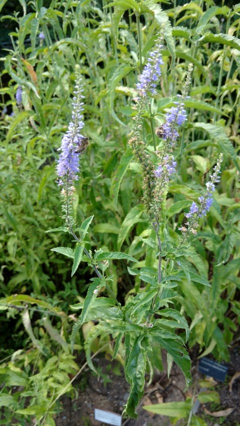 Veronica bachofenii plantplacesimage20160813_174446.jpg