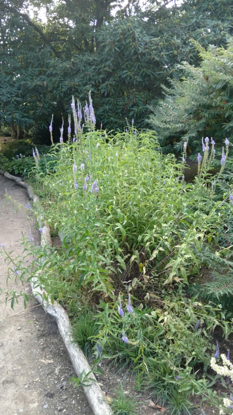 Veronica bachofenii plantplacesimage20160813_174455.jpg