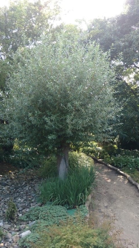 Salix alba plantplacesimage20160813_174524.jpg