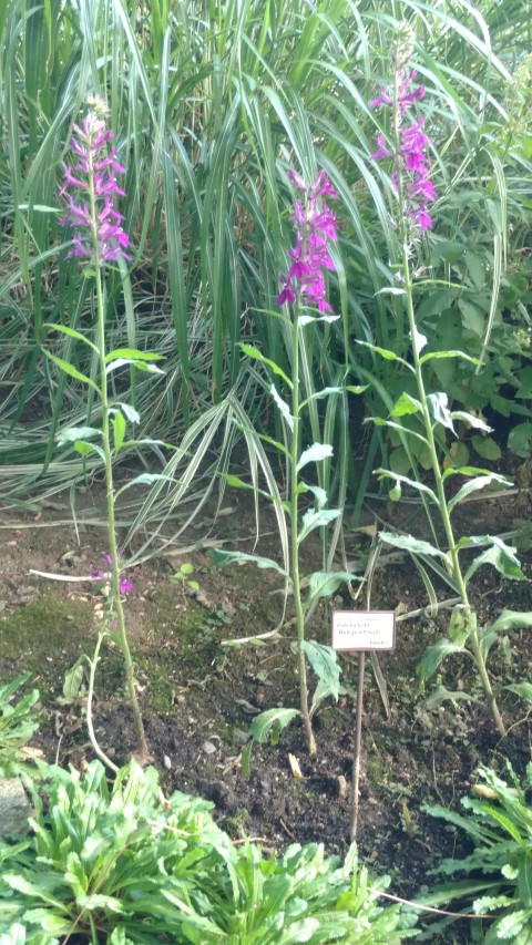 Lobelia hybrid plantplacesimage20160813_174648.jpg