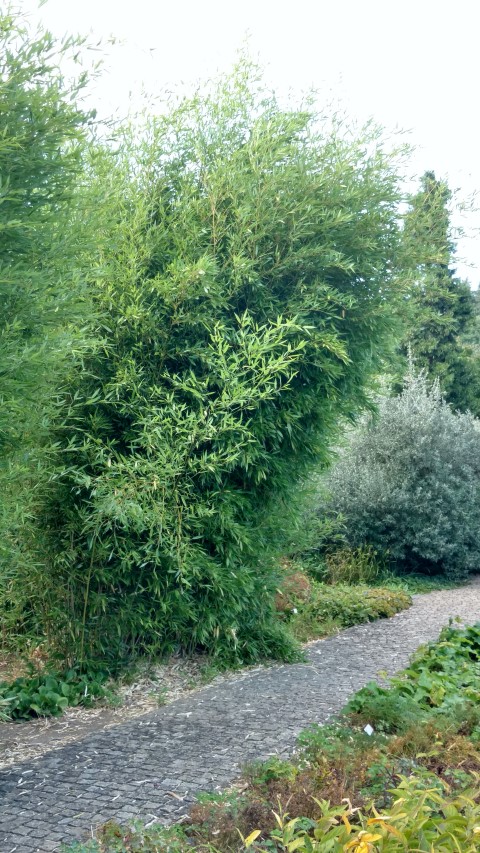 Phyllostachys bissetii plantplacesimage20160813_174958.jpg