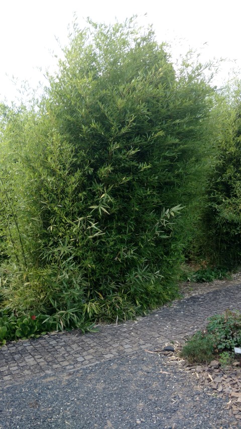 Phyllostachys bissetii plantplacesimage20160813_175405.jpg