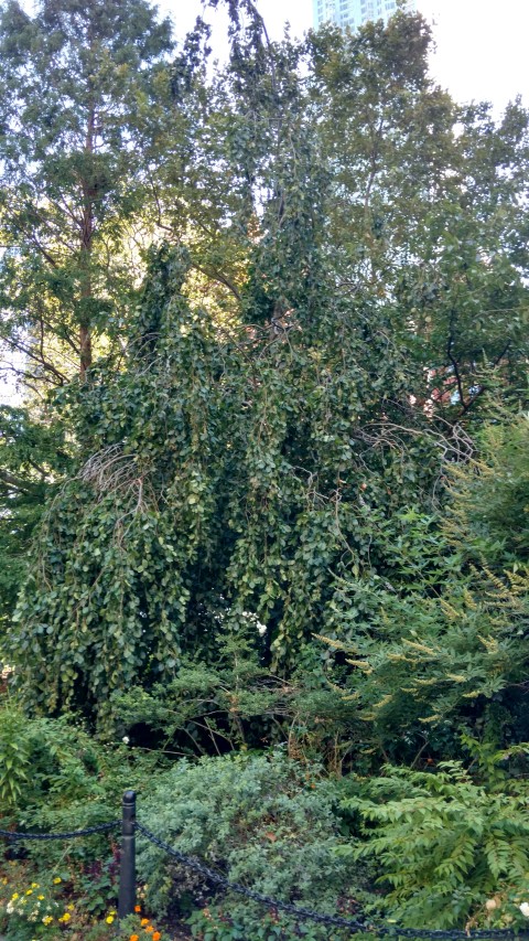 Fagus sylvatica plantplacesimage20160924_132020.jpg