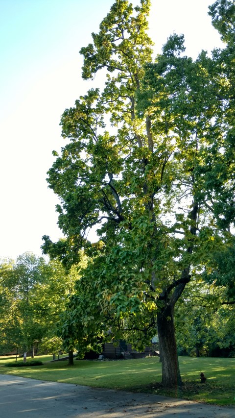 Catalpa speciosa plantplacesimage20161004_173926.jpg