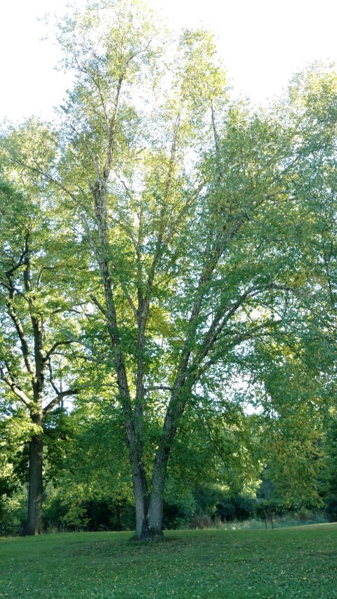 Fagus grandifolia plantplacesimage20161004_174955.jpg