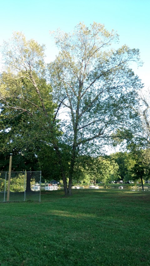 Fagus grandifolia plantplacesimage20161004_175327.jpg