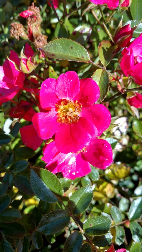 Rosa spp plantplacesimage20161015_152615.jpg