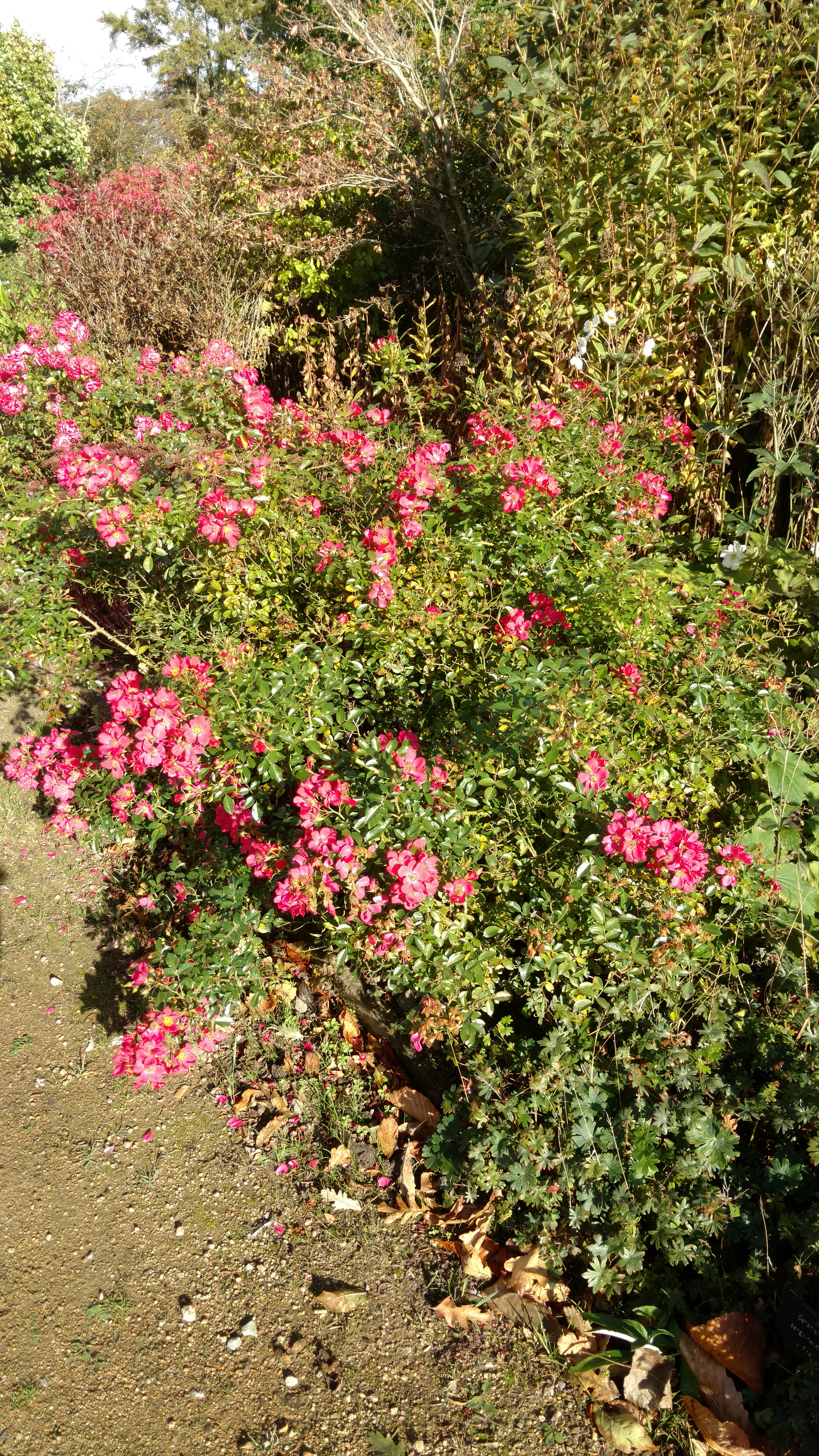 Rosa spp plantplacesimage20161015_152632.jpg