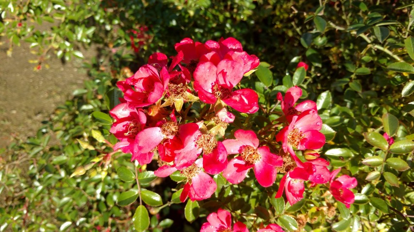 Rosa spp plantplacesimage20161015_152645.jpg