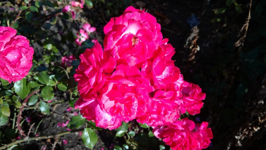 Rosa spp plantplacesimage20161015_152732.jpg