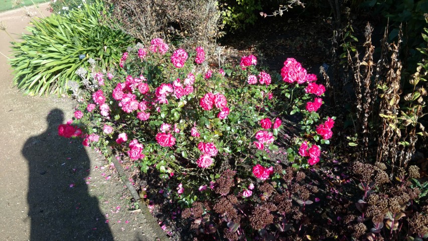 Rosa spp plantplacesimage20161015_152752.jpg