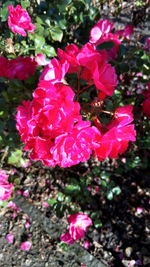 Rosa spp plantplacesimage20161015_152810.jpg