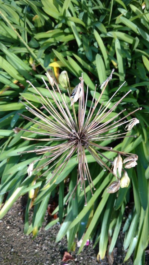 Agapanthus  plantplacesimage20161015_152954.jpg