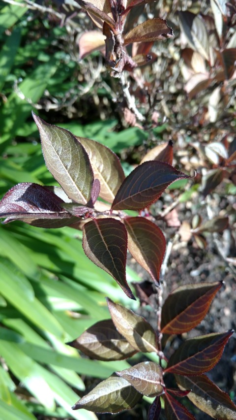 Weigela Florida plantplacesimage20161015_153056.jpg