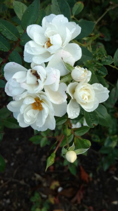 Rosa spp plantplacesimage20161015_153205.jpg