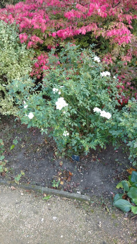 Rosa spp plantplacesimage20161015_153221.jpg