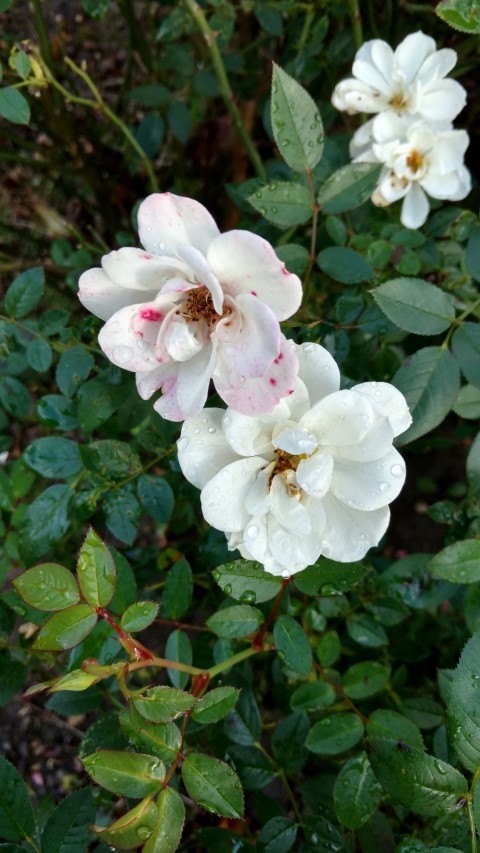 Rosa spp plantplacesimage20161015_153235.jpg